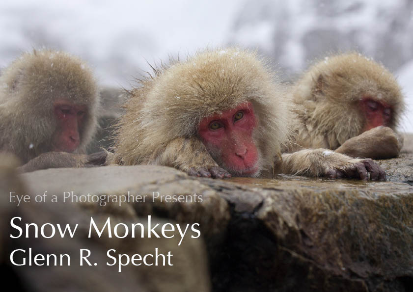 Snow Monkeys cover